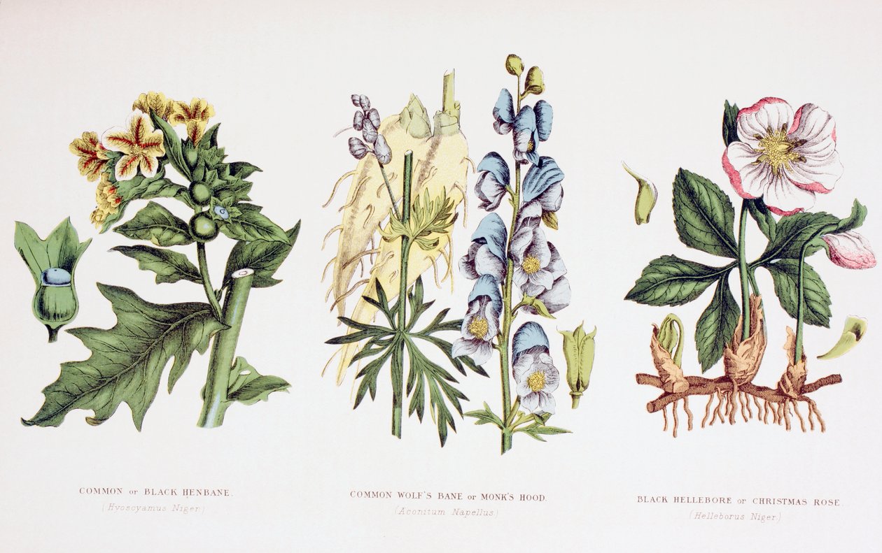 Almindelige giftplanter, c.1890 af English School