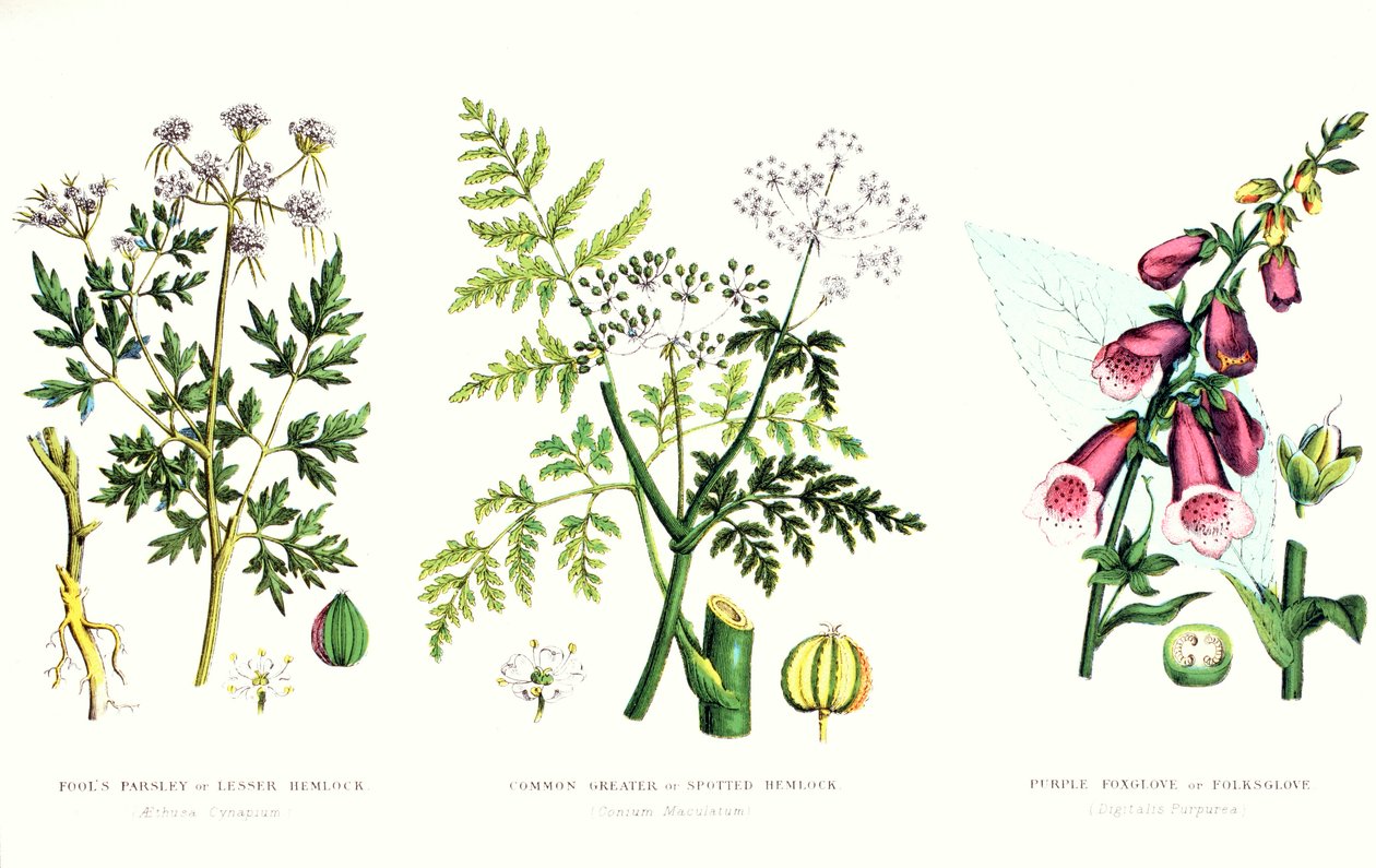 Almindelige giftplanter, c.1890 af English School