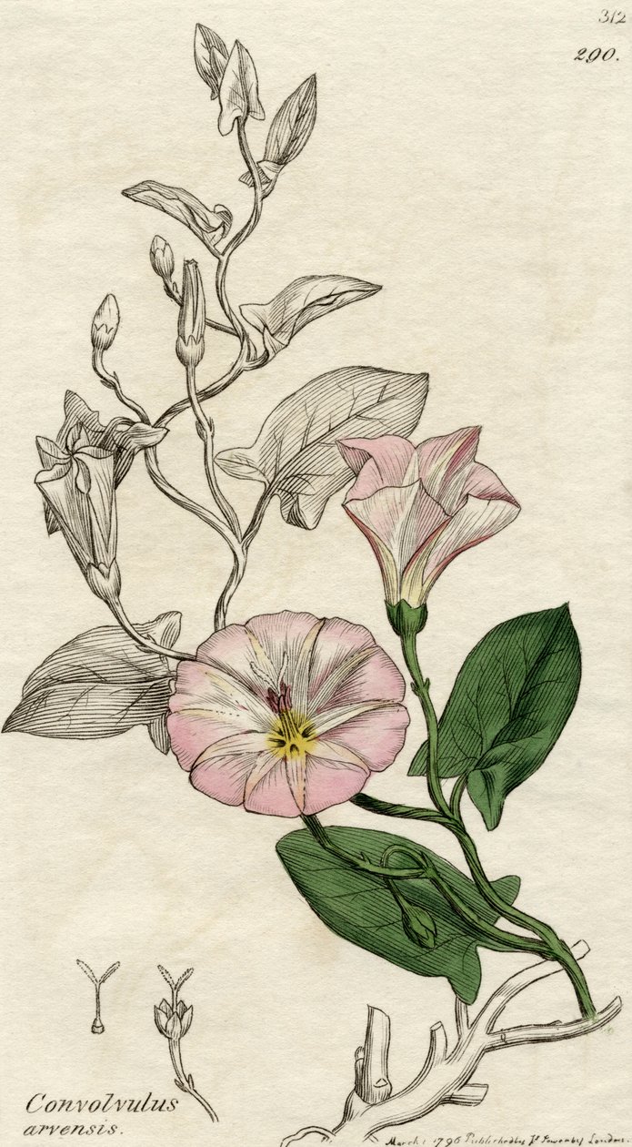 Convolvulus Arvensis, udgivet London 1796 af English School