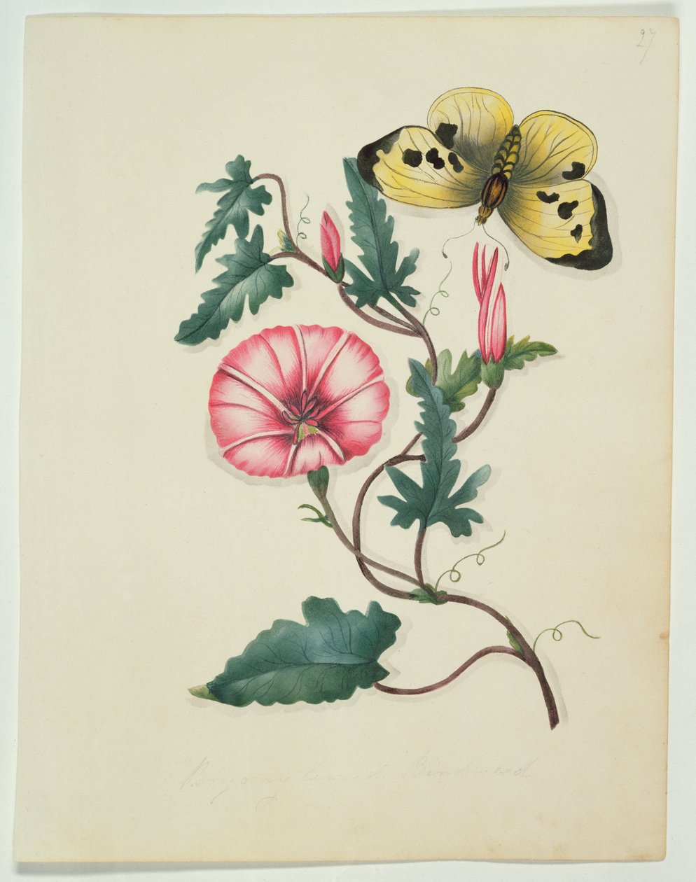 Convolvulus with Yellow Butterfly, fra `Flowers, an English Botanical Manuscript, c.1840 (wc) af English School