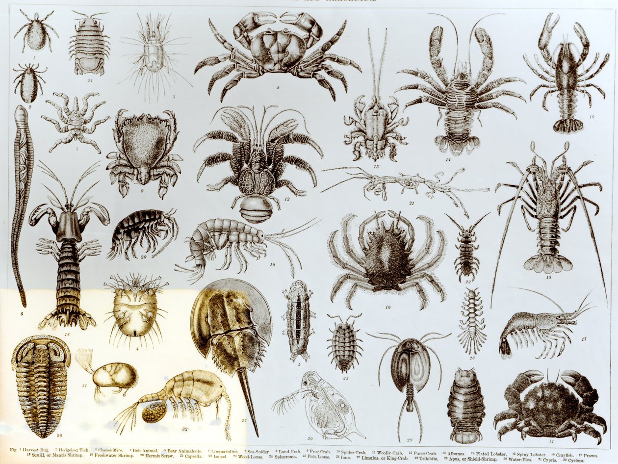 Krebsdyr og Arachnida af English School