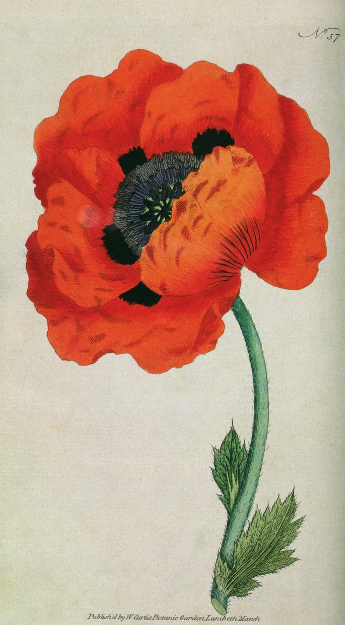 Eastern Poppy (Papaver orientale), tallerken 57 fra William Curtis The Botanical Magazine (eller Flower Garden Displayed), pub. 1787 af English School