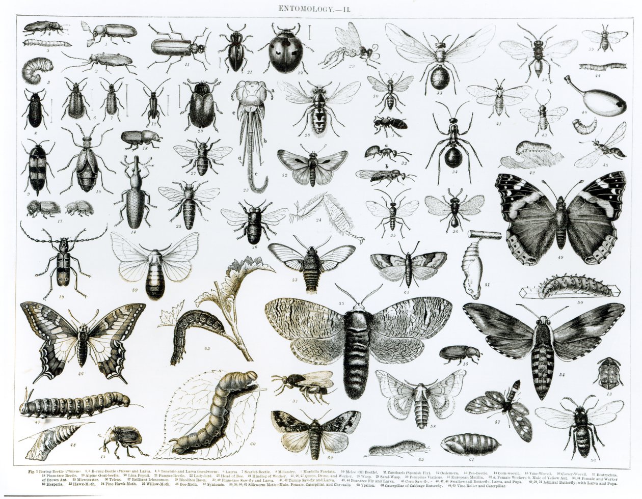 Entomologi af English School