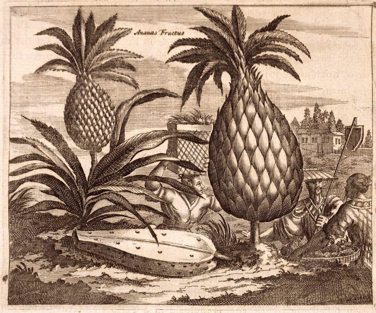 Farming Large Pineapples, illustration fra en beskrivelse af ambassader til Kina, 1690 af English School