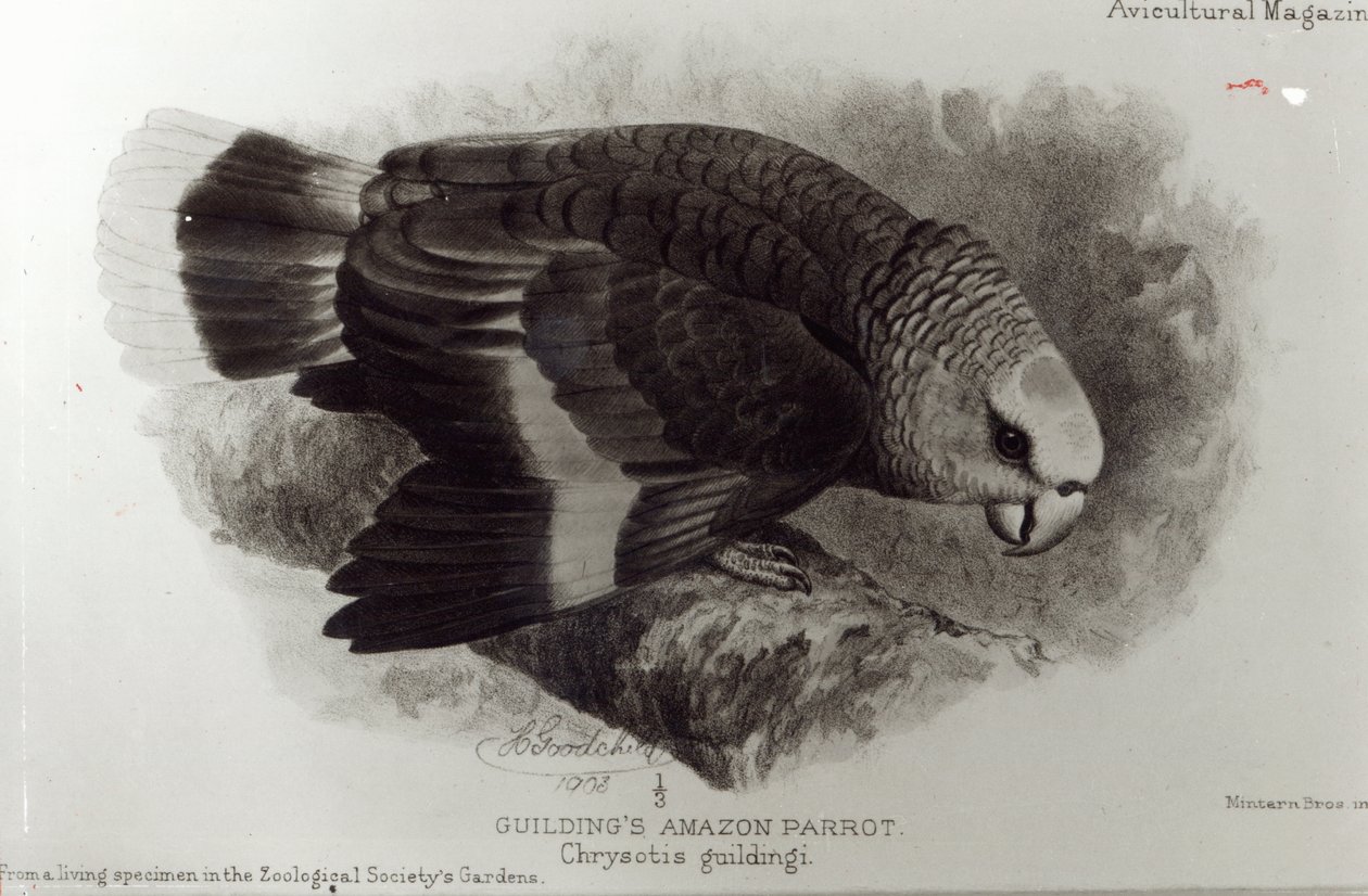 Guildings Amazon Parrot, illustration fra 