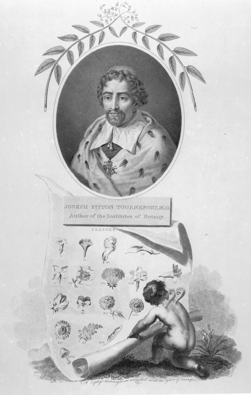 Joseph Pitton de Tournefort af English School