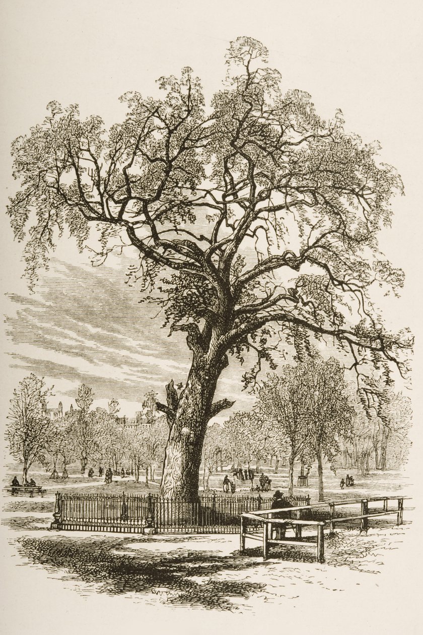 Liberty Tree, Boston Common, omkring 1870, fra "American Pictures" udgivet af Religious Tract Society, 1876 af English School