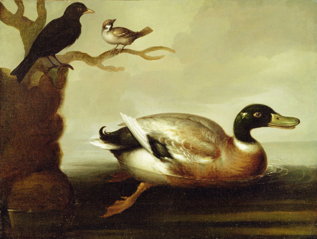 Gråand og andre fugle, ca. 1700 af English School