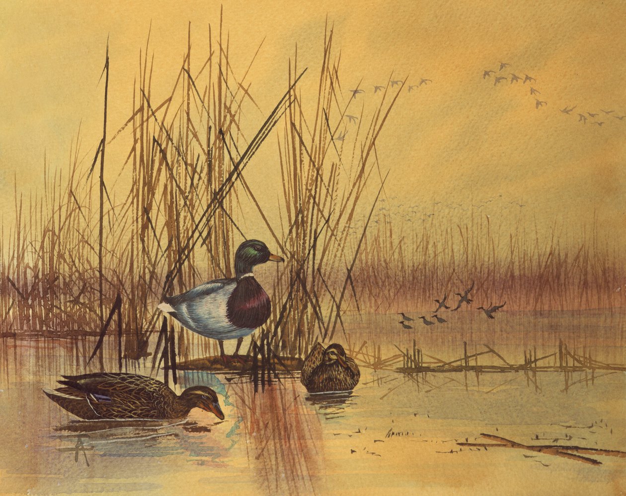 Gråænder i en sø, ca. 1890 (wc på papir) af English School