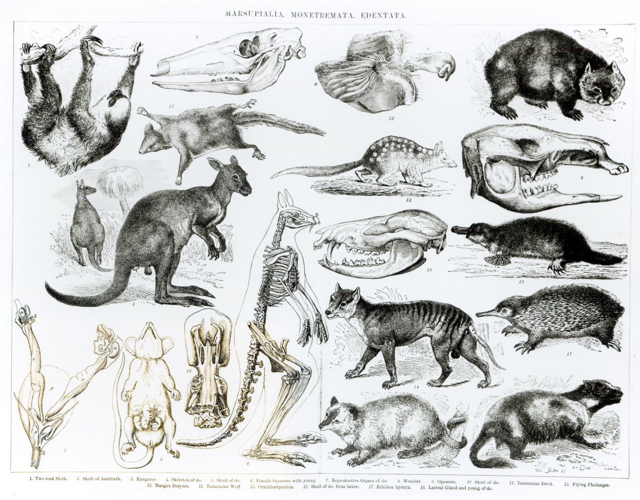Marsupialia, Monetremata, Edentata af English School