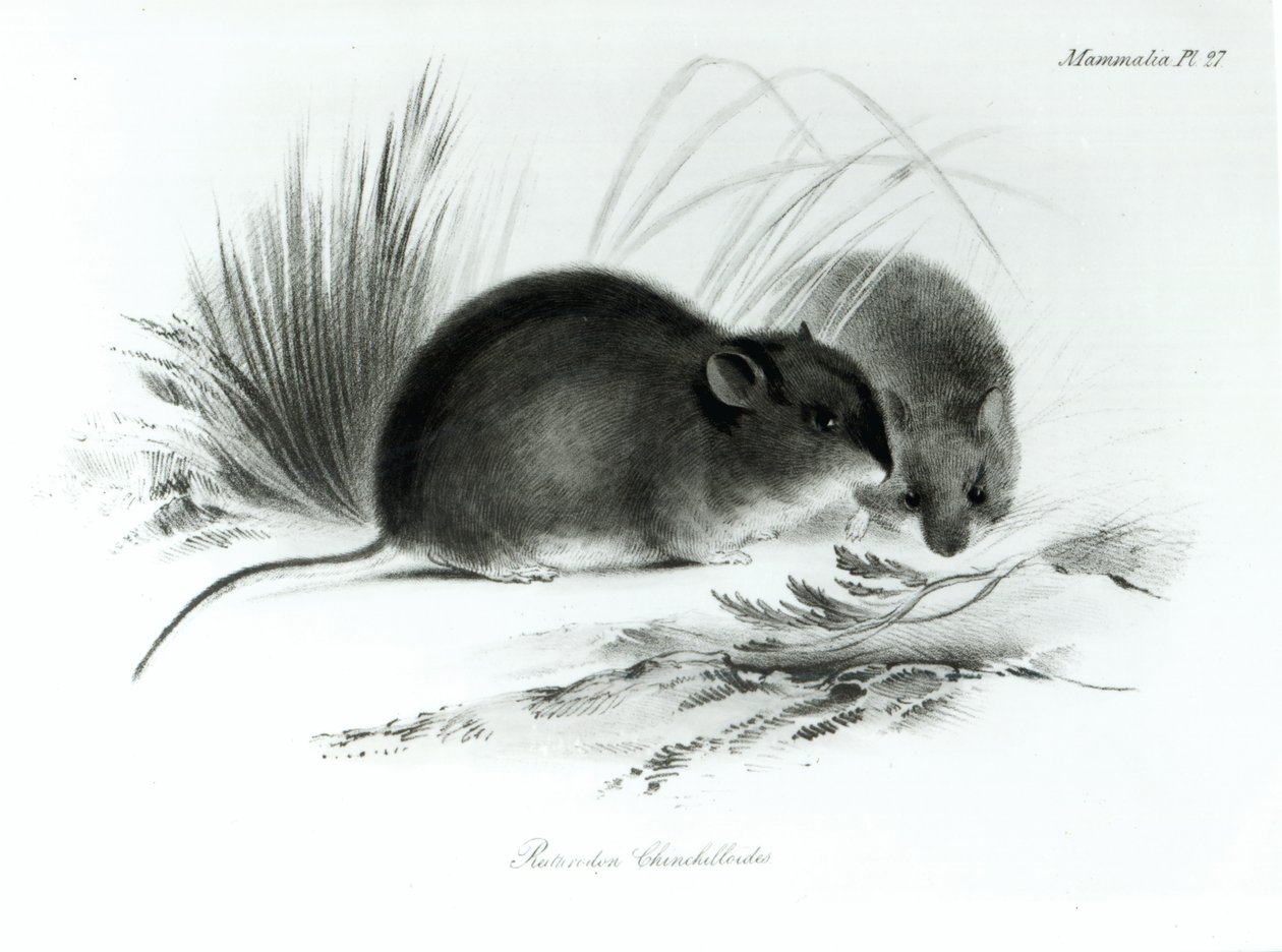 Mus, Tierra del Fuego, Sydamerika c.1832-36 af English School