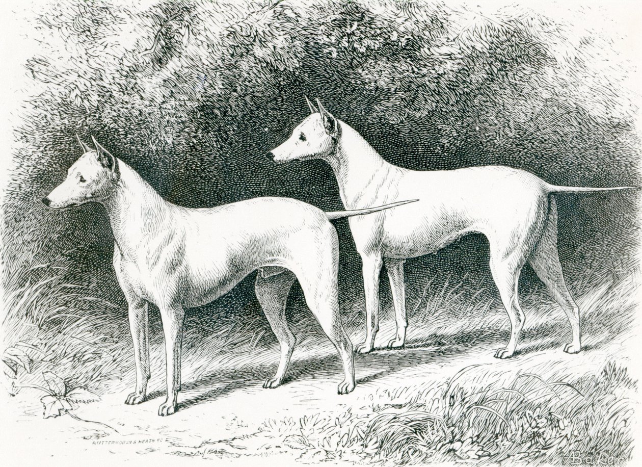 Mr. Vero Shaws hvide engelske terrier 