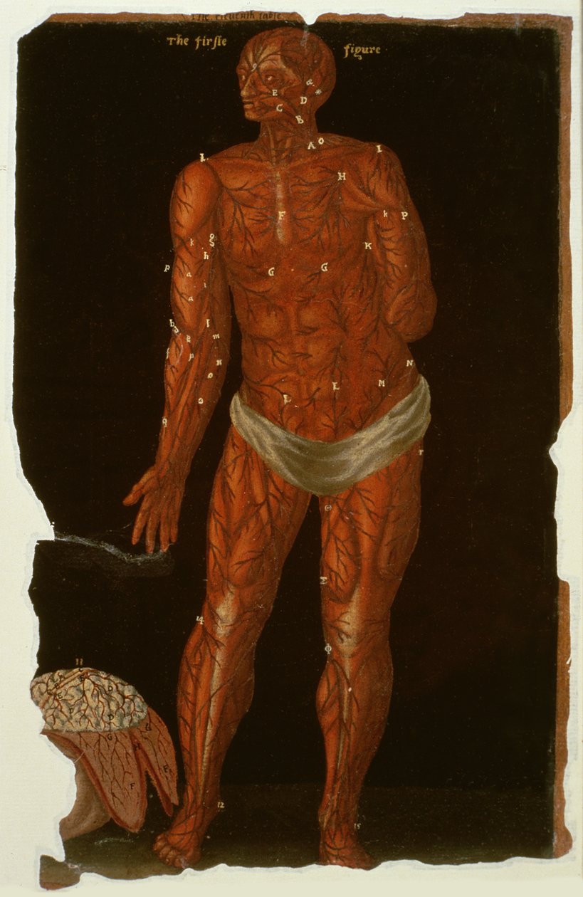 Ms Hunter 364 Table XI Dissection, from Anatomical Tables, af John Banister (1540-1610) (olie på brunt papir) af English School