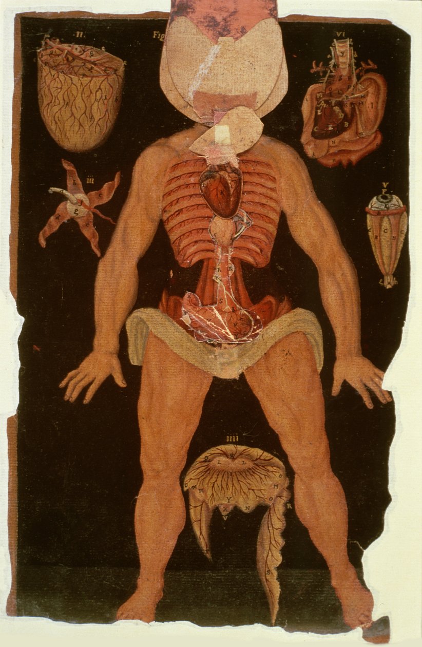 Ms Hunter 364 Tabel XII Dissektion (åben tilstand) fra Anatomical Tables, af John Banister (1540-1610) (olie på brunt papir) af English School