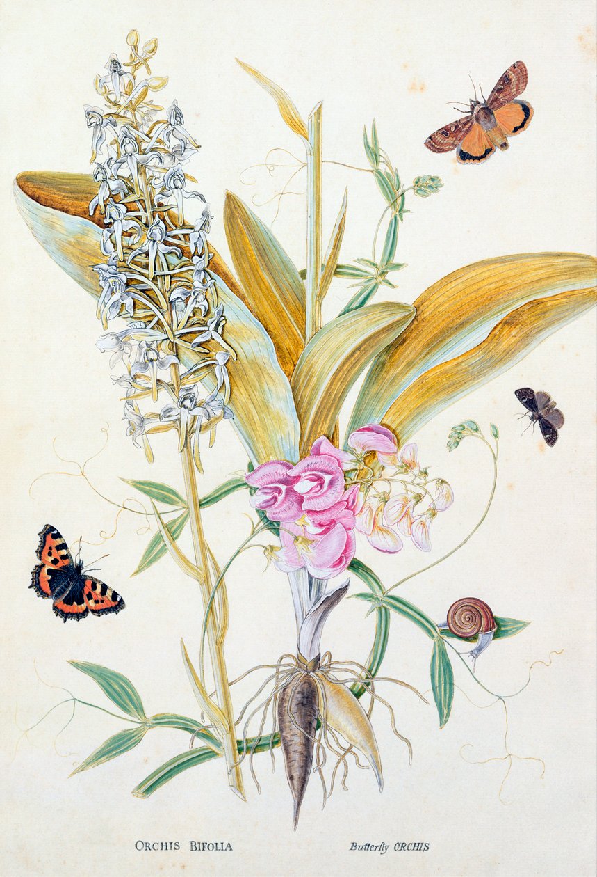 Orkidé: Bifolia (Sommerfugleorkidé), tryk, ca. 1860 af English School