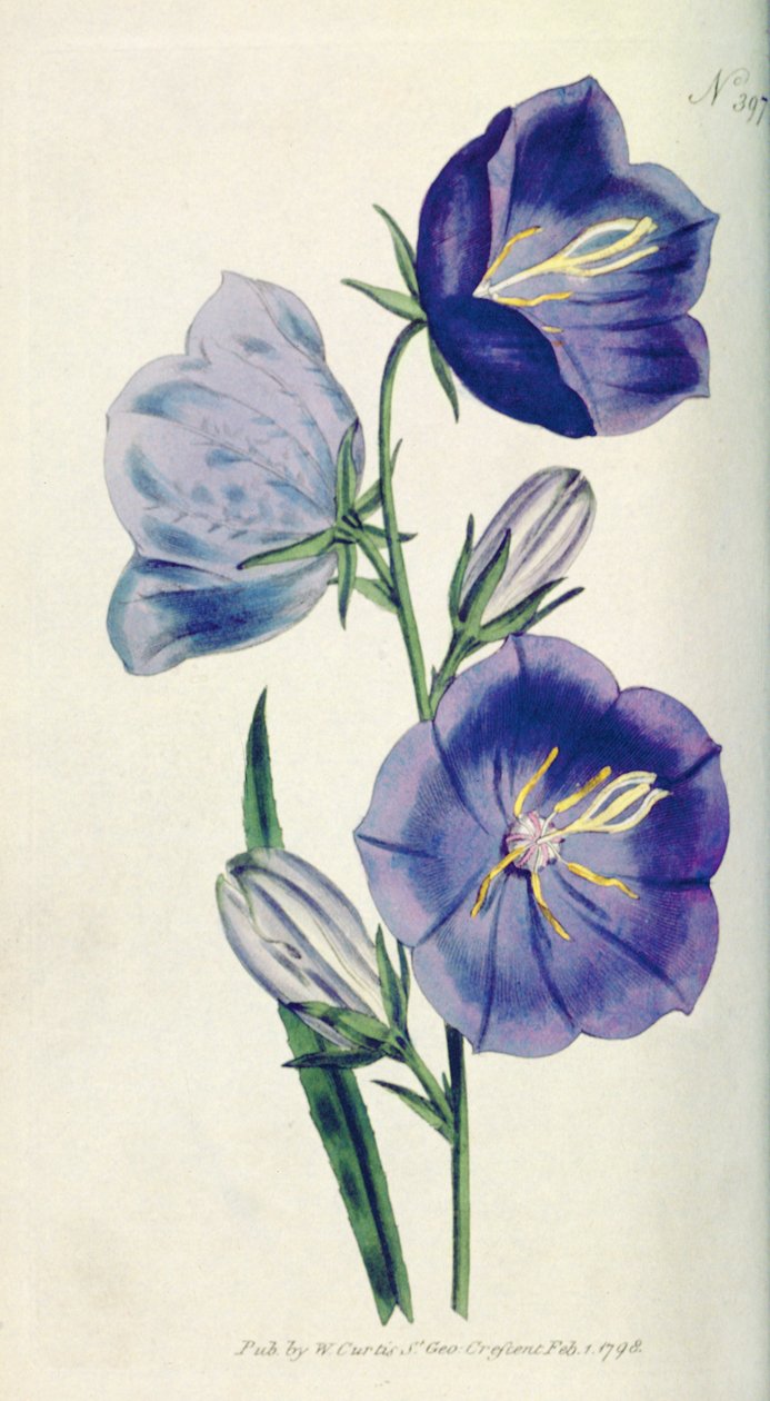 Ferskenfarvet Klokkeblomst eller Campanula (Campanula persicifolia var. maxima), tallerken 397 fra William Curtis The Botanical Magazine (eller Flower Garden Displayed), pub. 1792 af English School