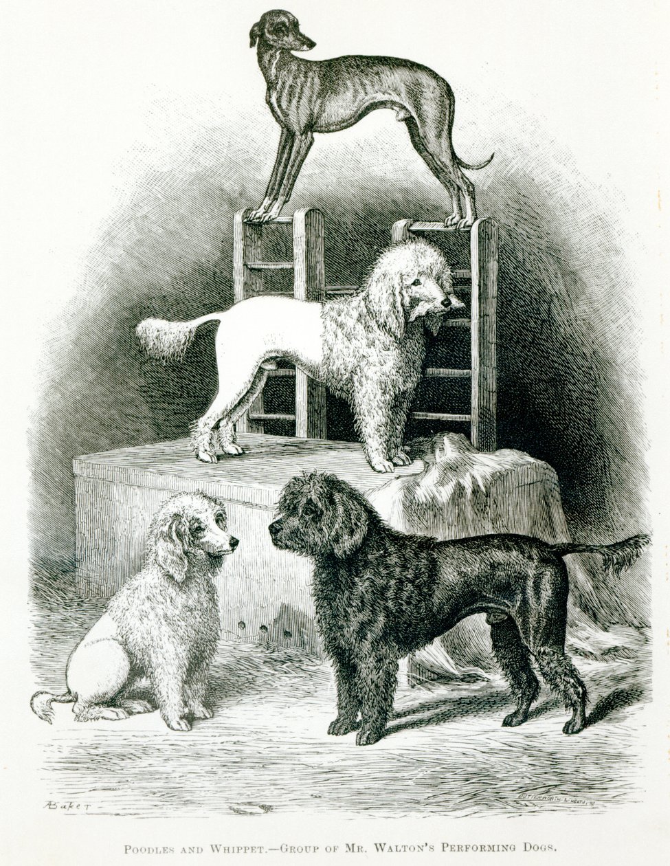 Pudler og Whippet - Gruppe af Mr. Waltons udøvende hunde af English School