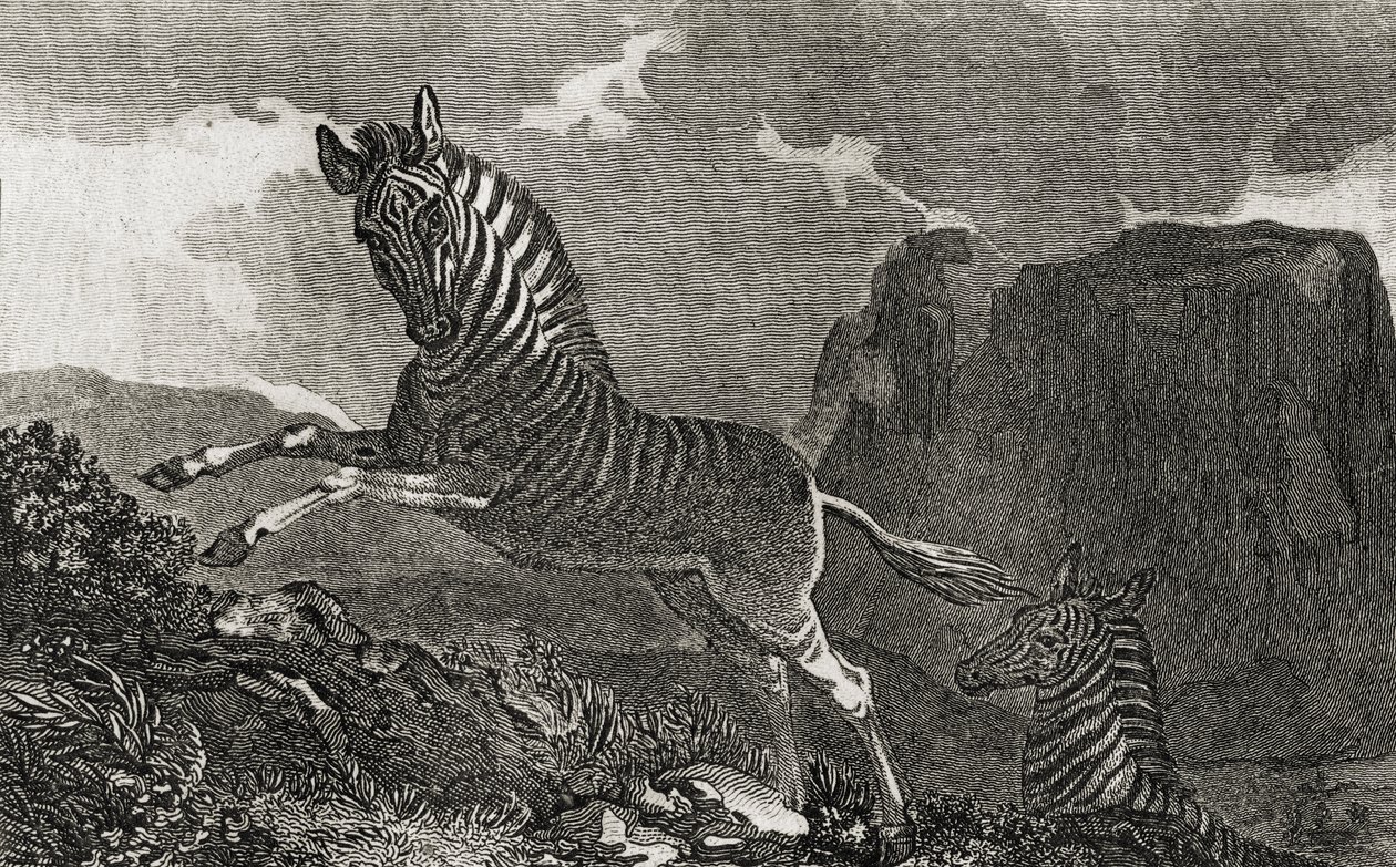 Quagga af English School