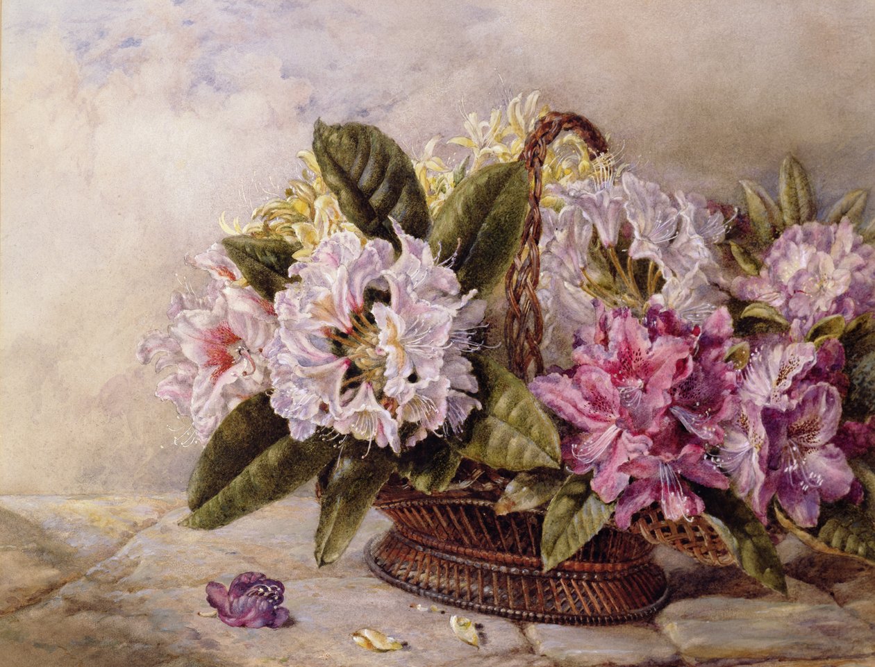 Rhododendron af English School