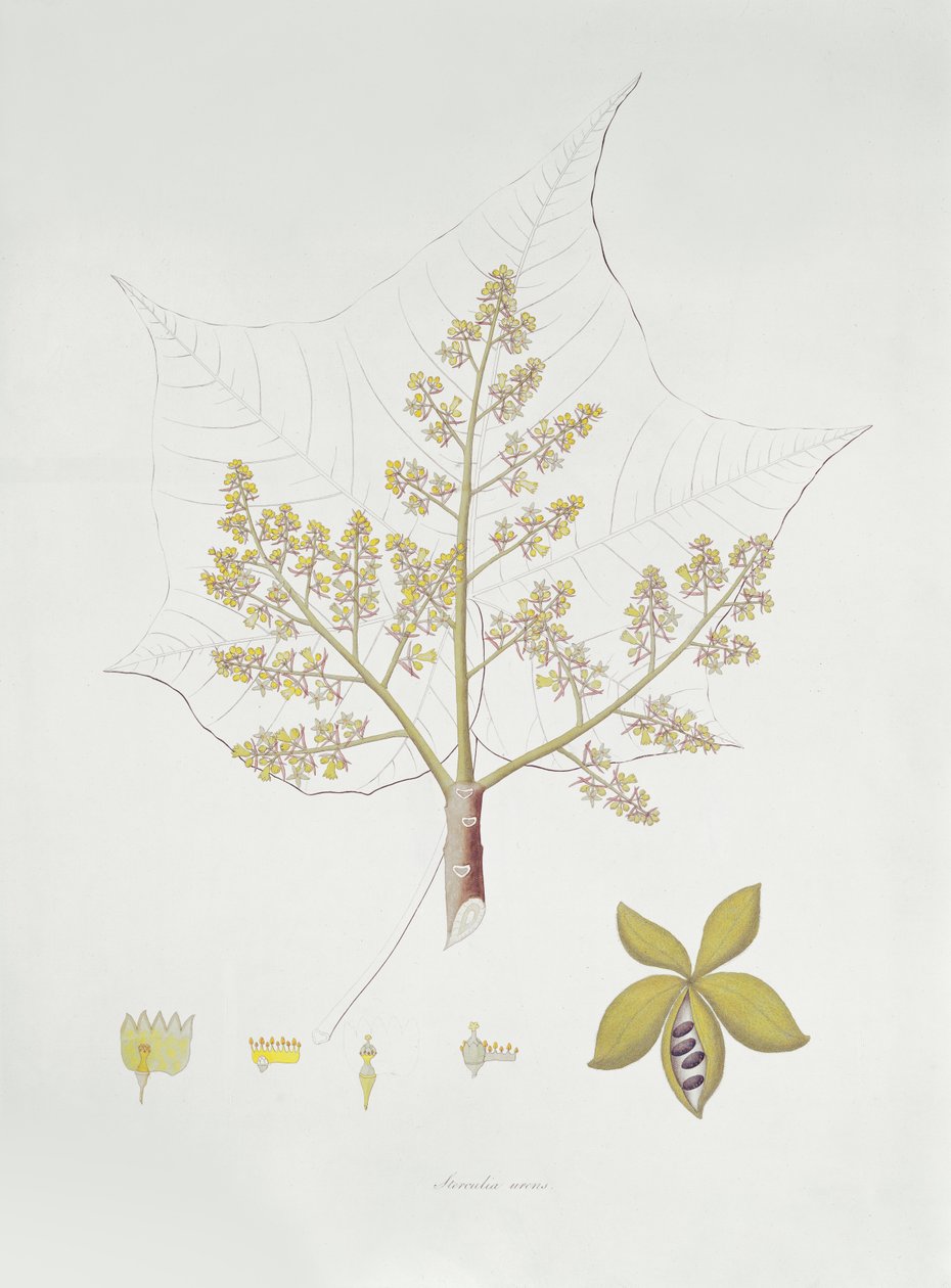 Sterculia Urens (farvegravering) af English School