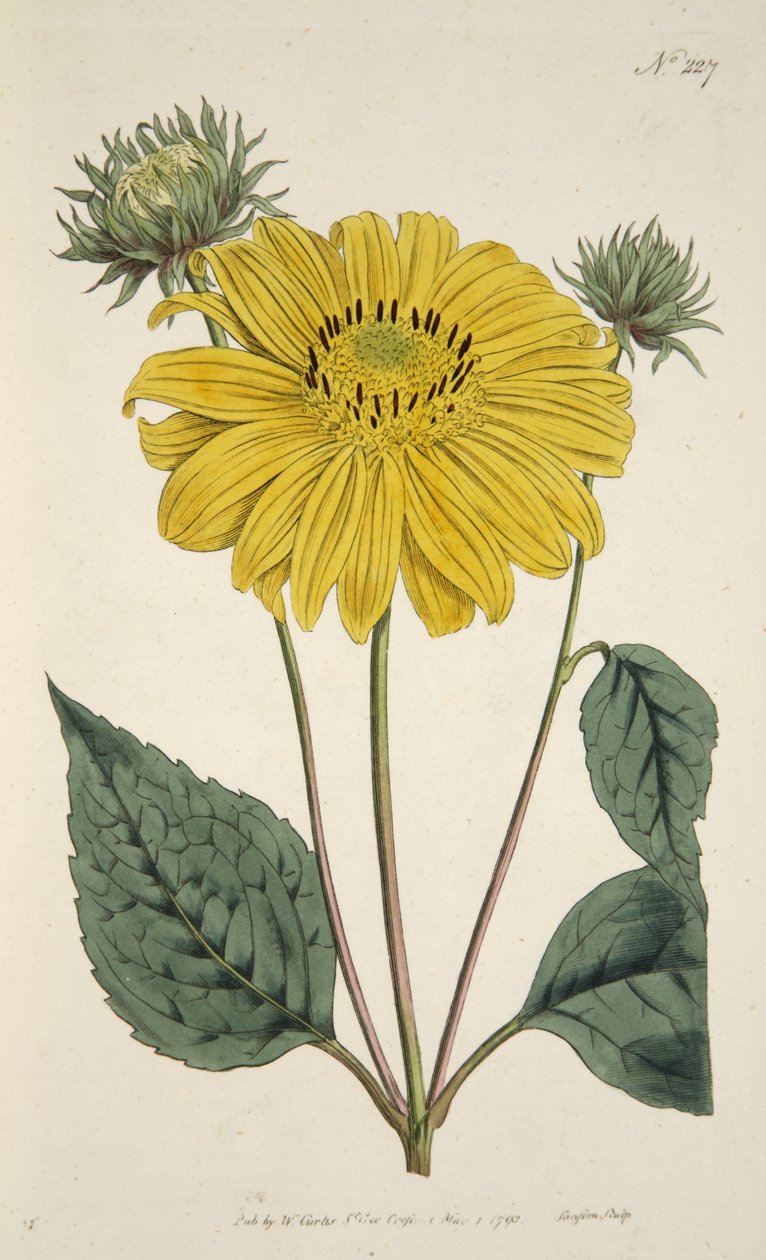 Sunflower, fra The Botanical Magazine eller Flower Garden Displayed, pub. 1796 (håndfarvet gravering) af English School