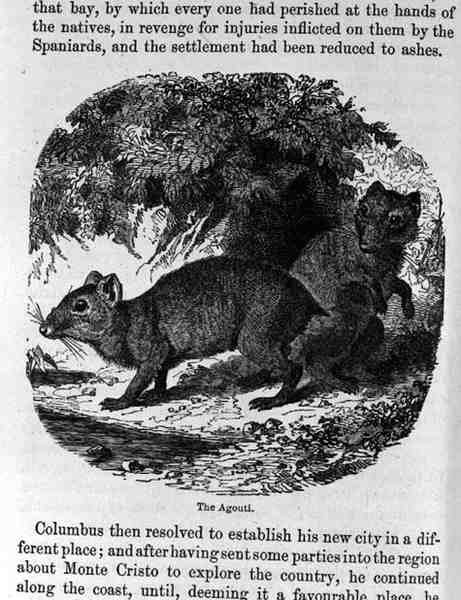 The Agouti, fra Santo Domingo Fortid og Nutid af Samuel Hazard, pub. 1873 af English School