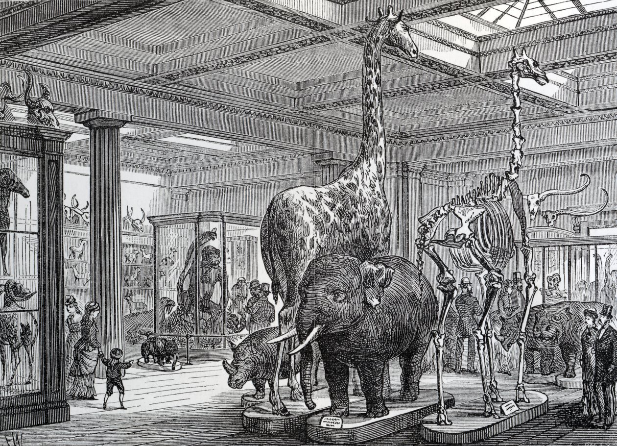 Mammalia Saloon, illustration fra 