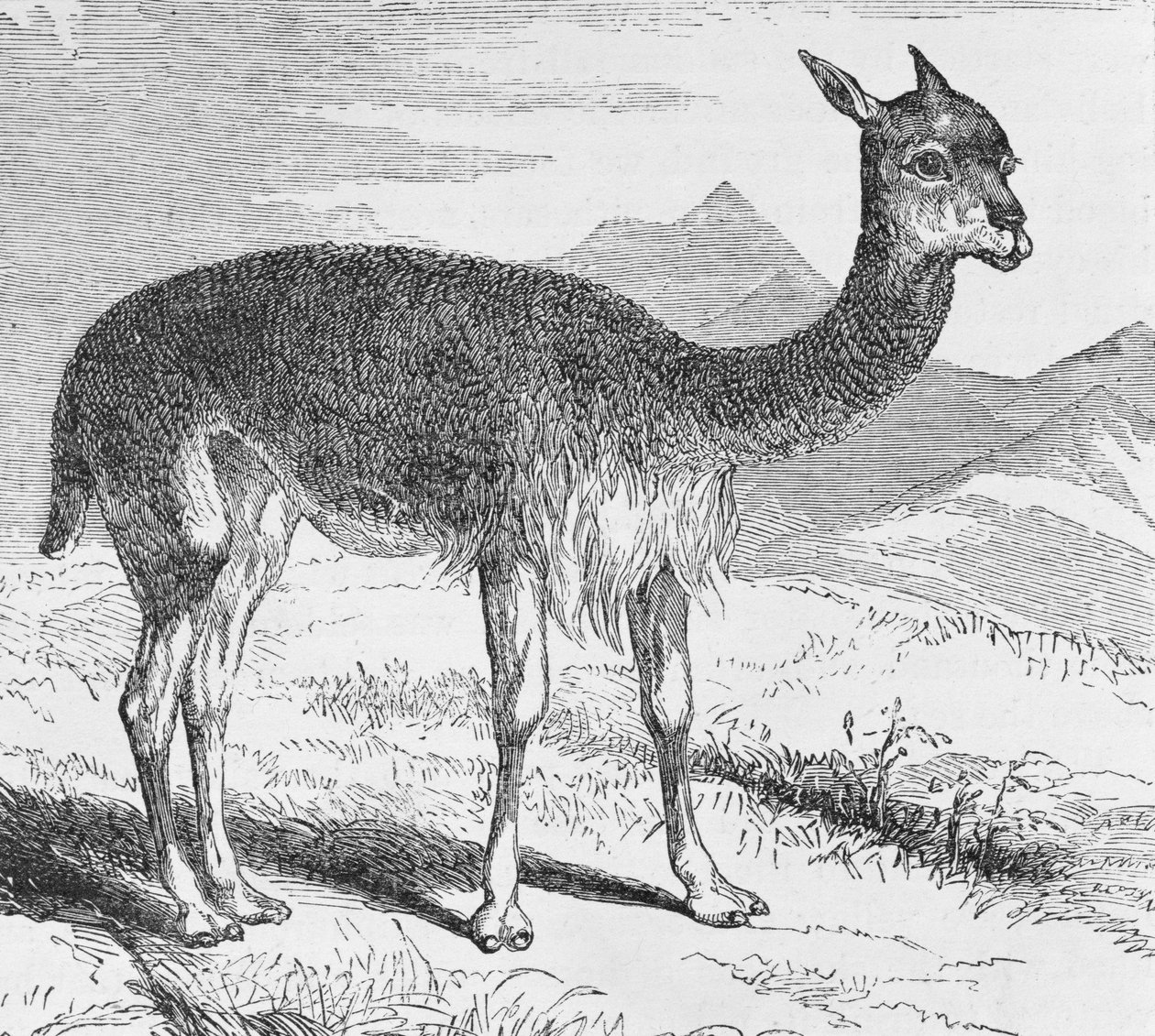 The Vicuna at the Rio de Azufre, fra 