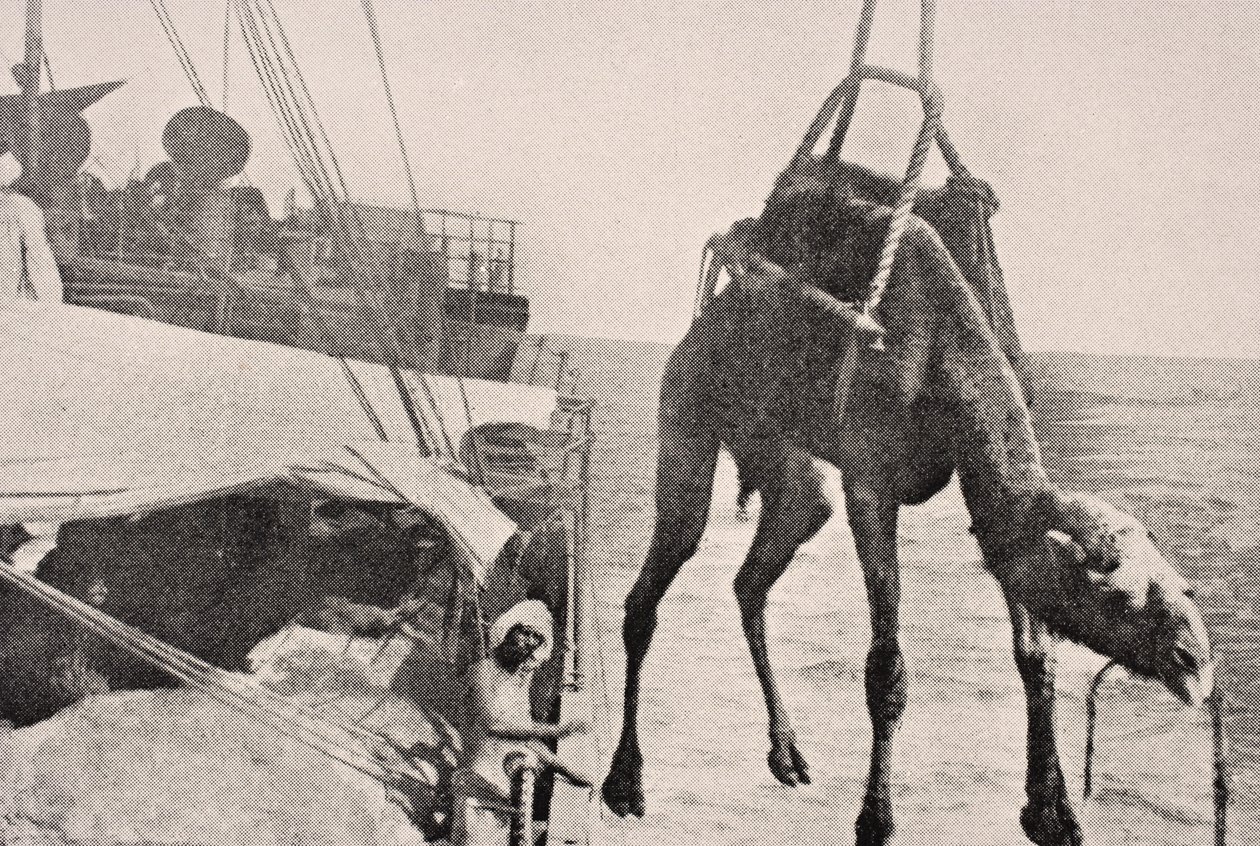 Overførsel af kamel fra skib til land i den Persiske Golf, 1915, fra 