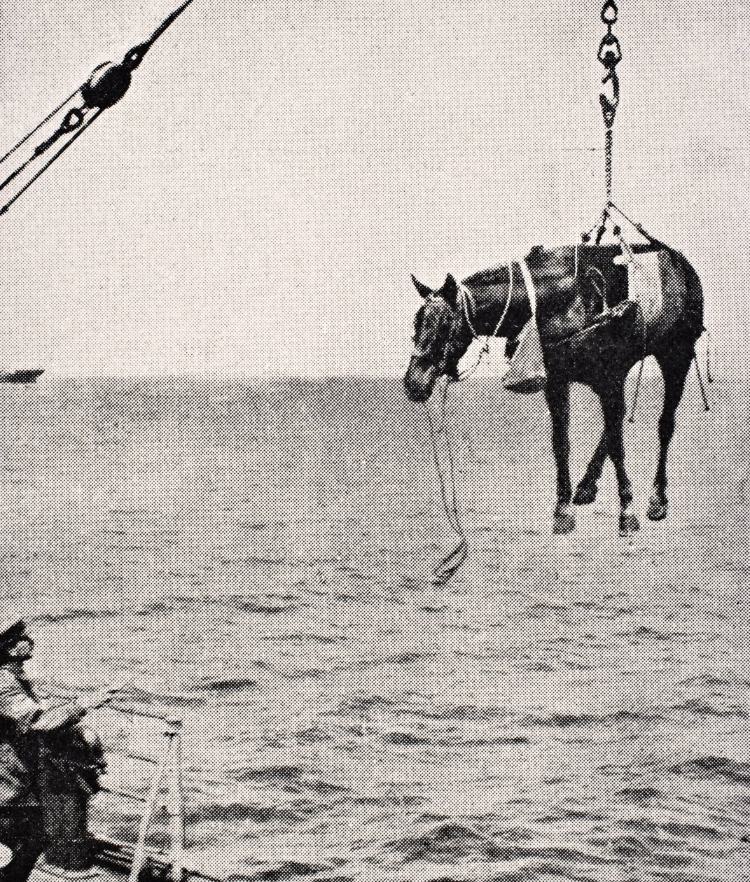 Overførsel af hest fra skib til land i den Persiske Golf, 1915, fra 