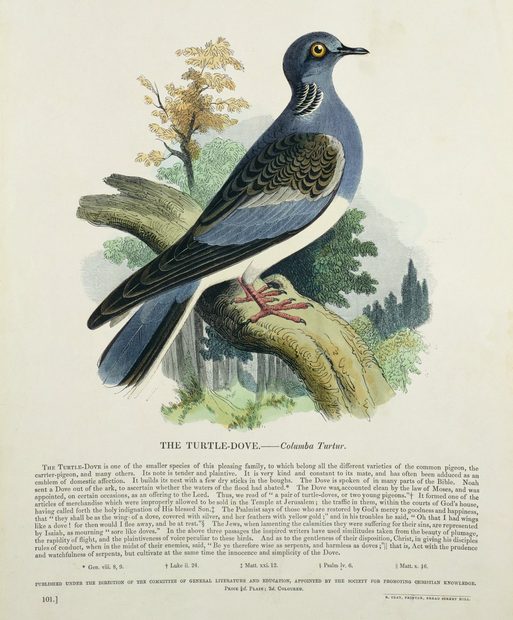 Turteldue (Columba Turur) af English School