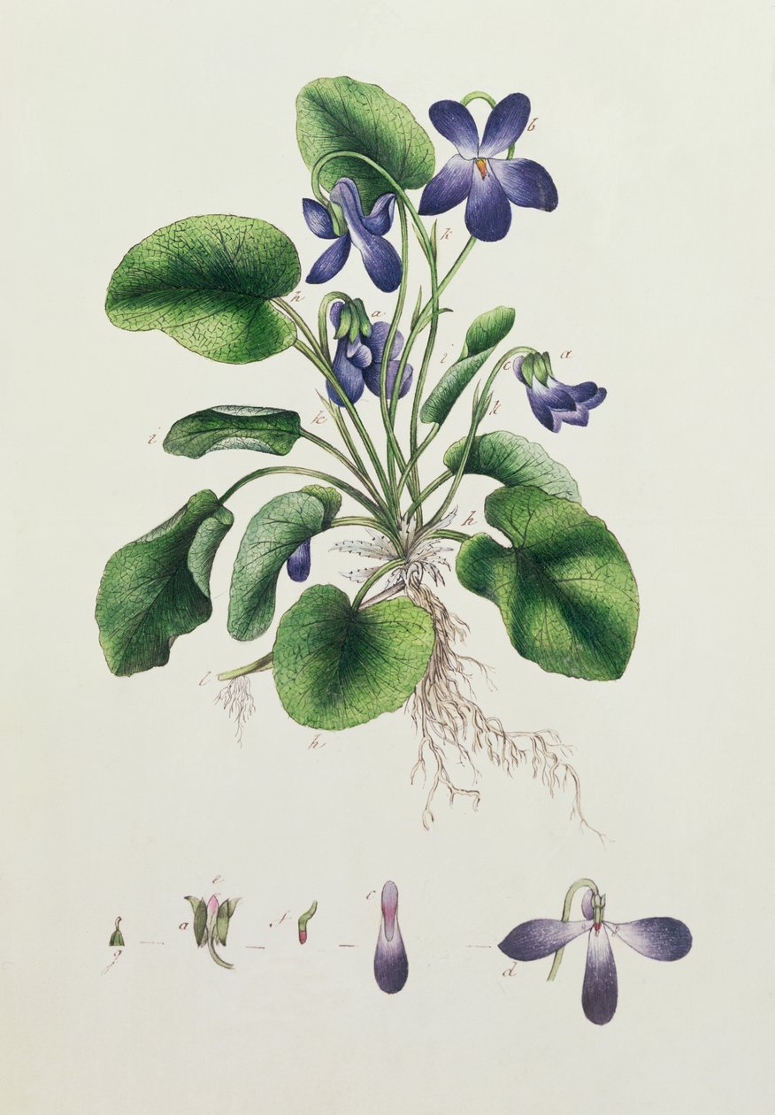 Violer, side fra et album af botaniske studier ca. 1830 af English School