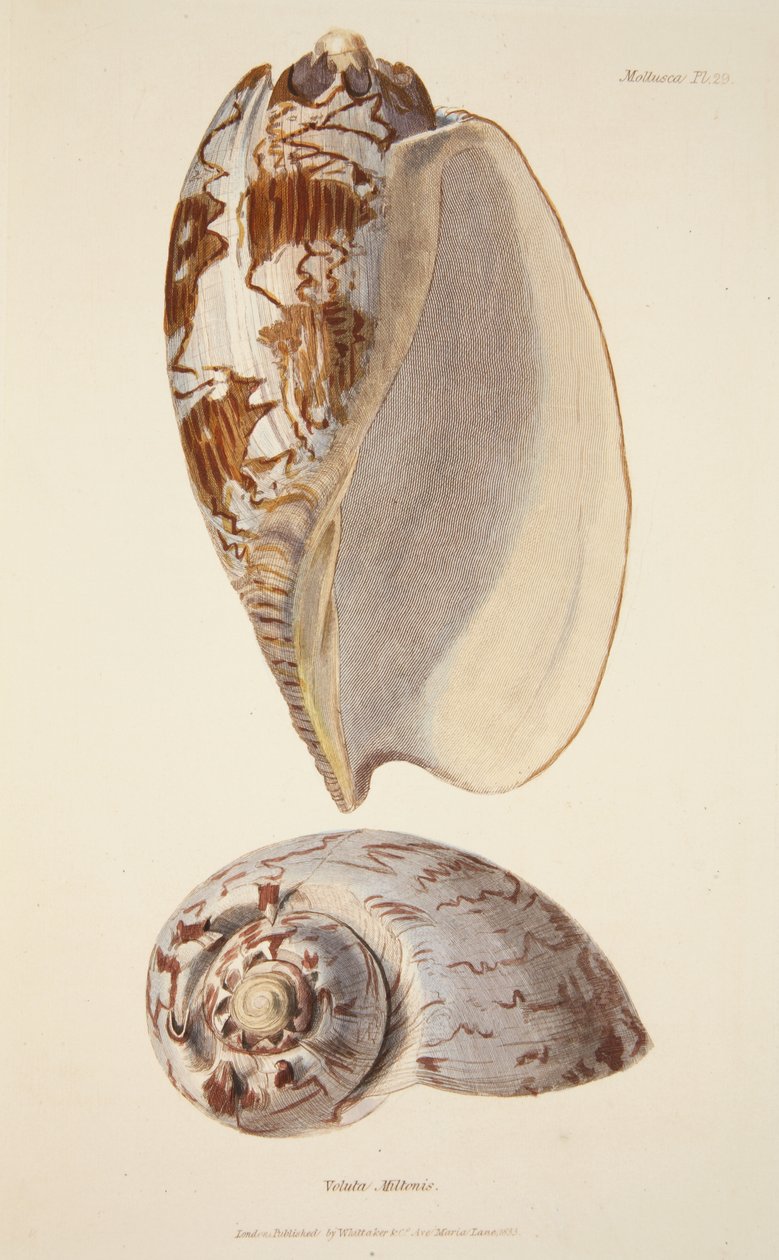 Voluta Miltonis, fra The Mollusca and Radiata, pub. 1833 (håndfarvet gravering) af English School