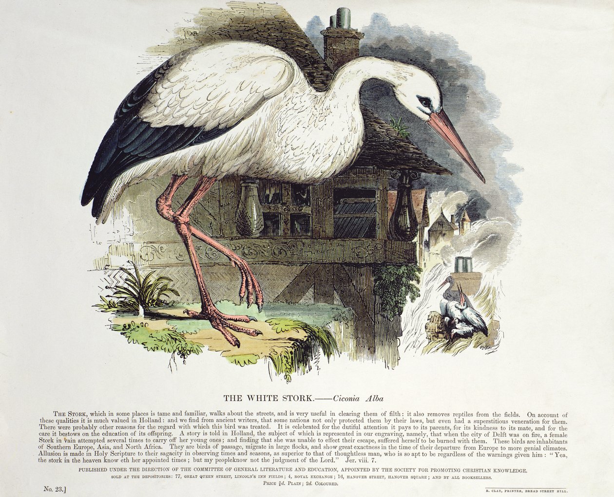 Hvid stork (Ciconia Alba) af English School