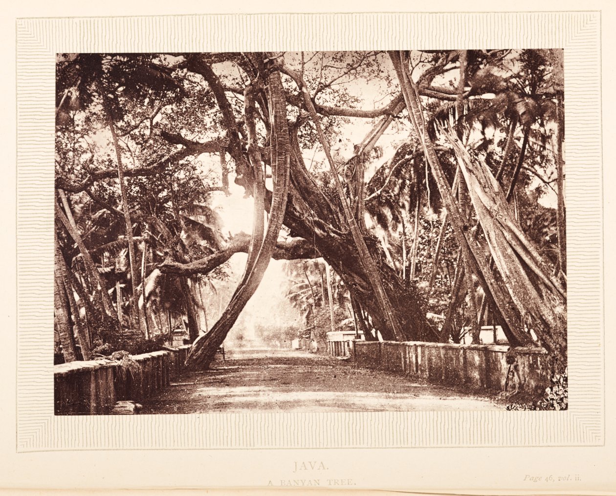 Et Banyan-træ, Java af English Photographer