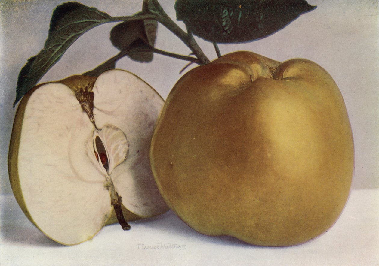 Apple, Lord Derby (farvefoto) af English Photographer
