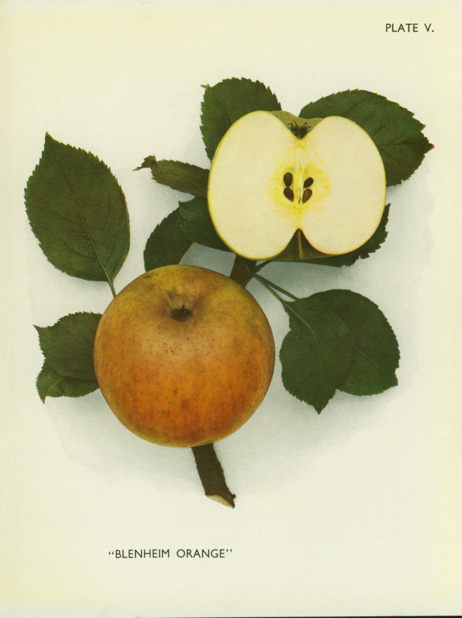 Æbler fra England: Blenheim Orange (farvefoto) af English Photographer