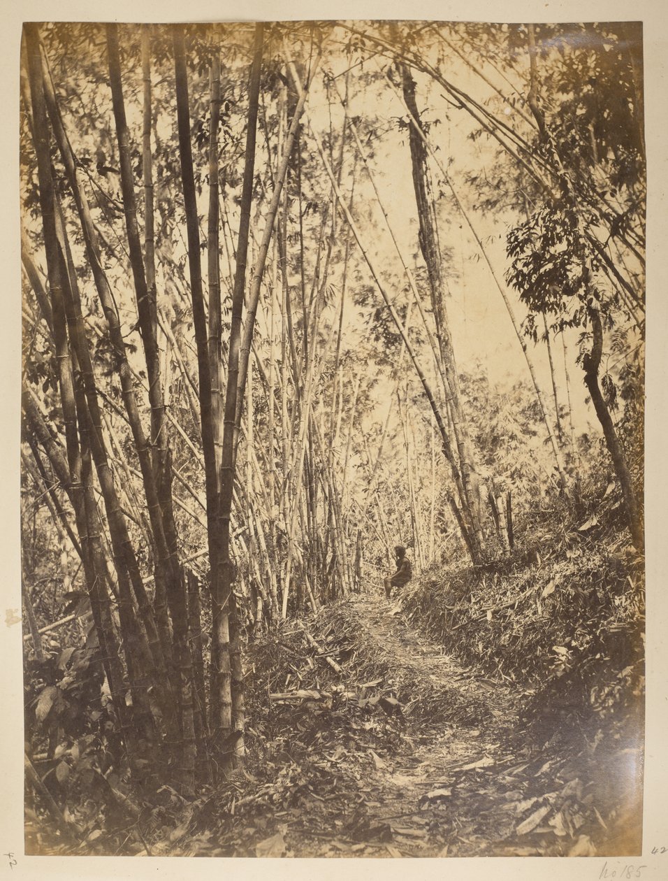Bambus skov på Teesta.  Udsigt over Darjeeling. 1870