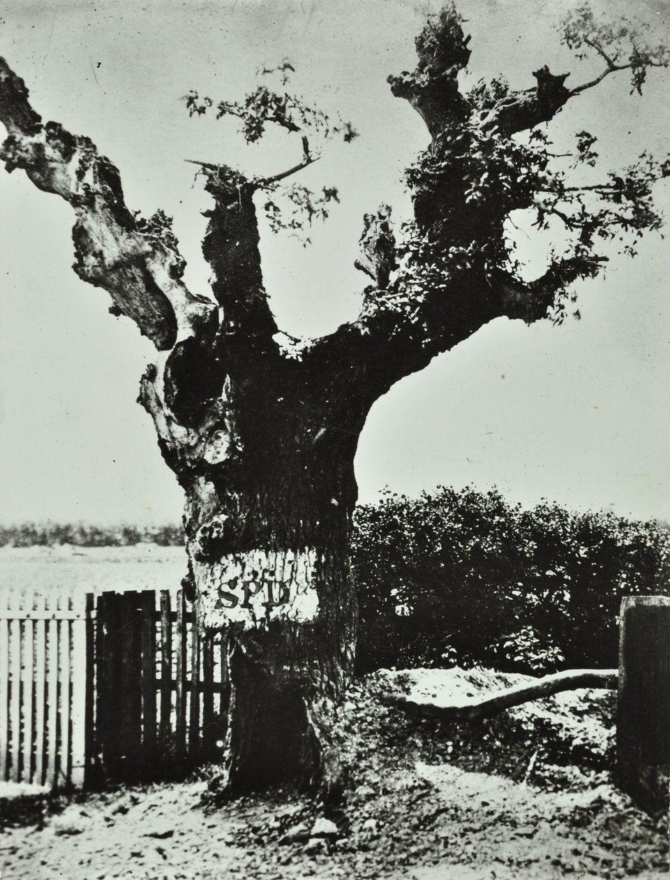 Brockley Lane: Old Oak, London, 1890 af English Photographer