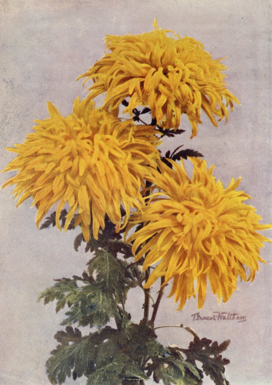 December Gold (farvefoto) af English Photographer