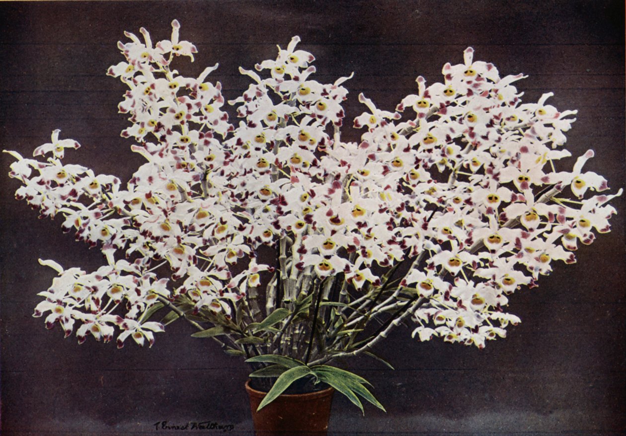 Dendrobium Wardianum (farvefoto) af English Photographer
