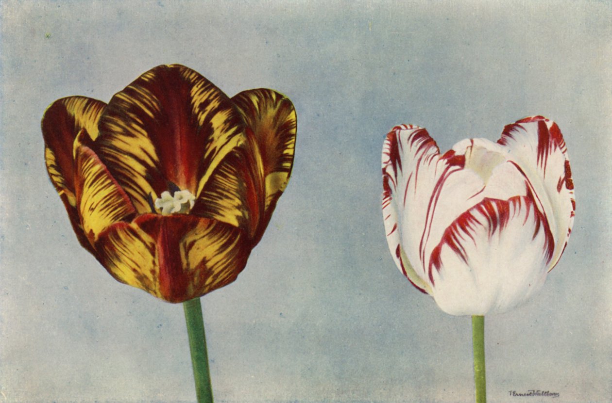 Dr. Hardy og fru Collier (farvefoto) af English Photographer