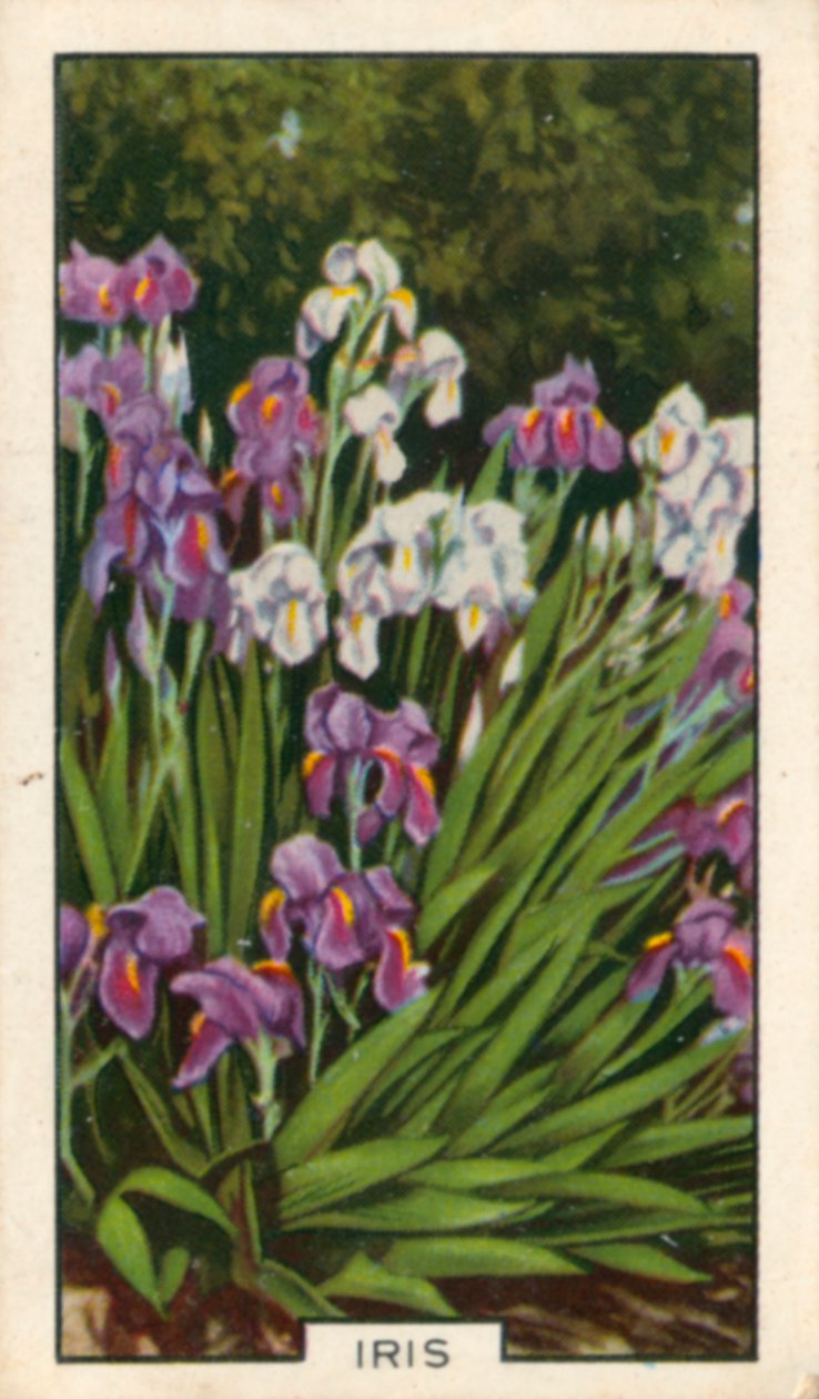 Blomster i haven: Iris (foto i farver) af English Photographer