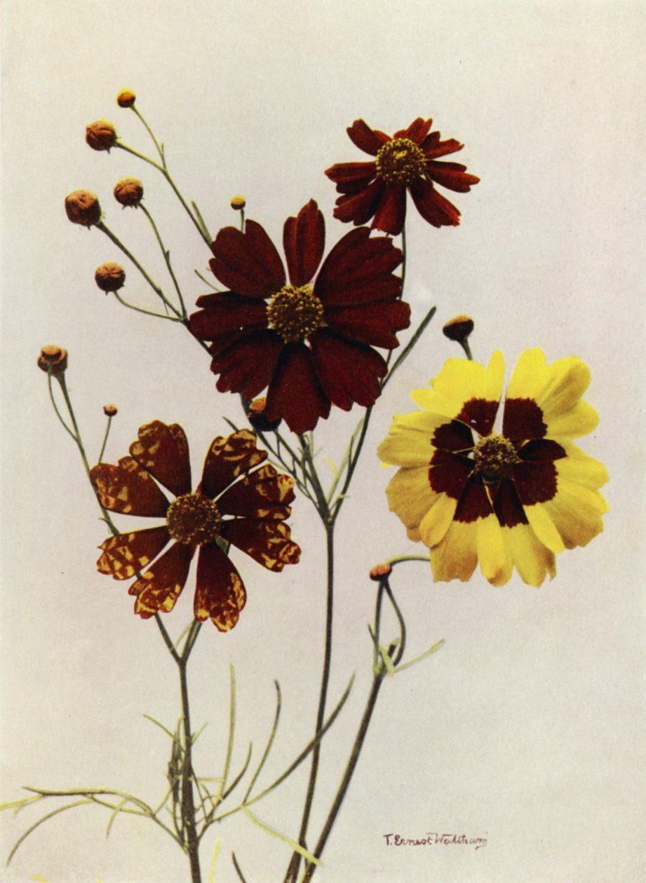 Havesorter af Coreopsis Drummondii og C Tinctoria (farvefoto) af English Photographer
