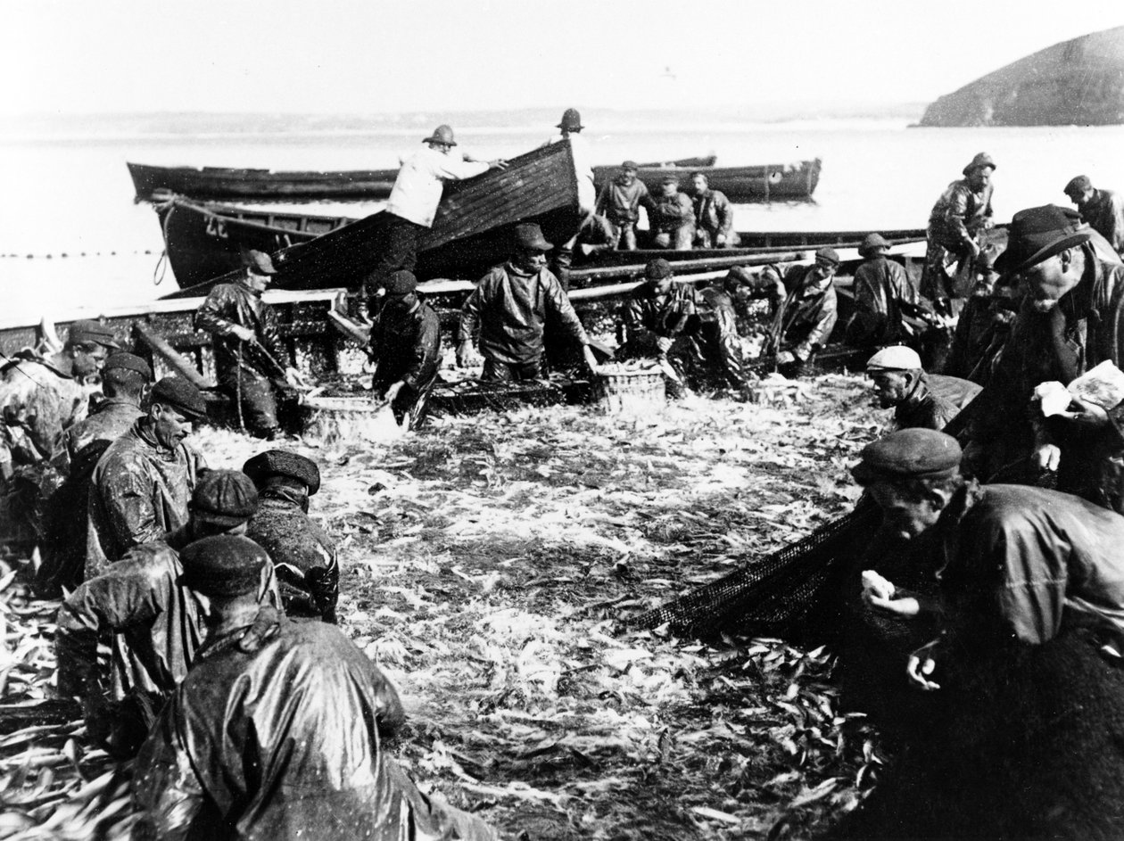 Sildefangst, c.1890 af English Photographer