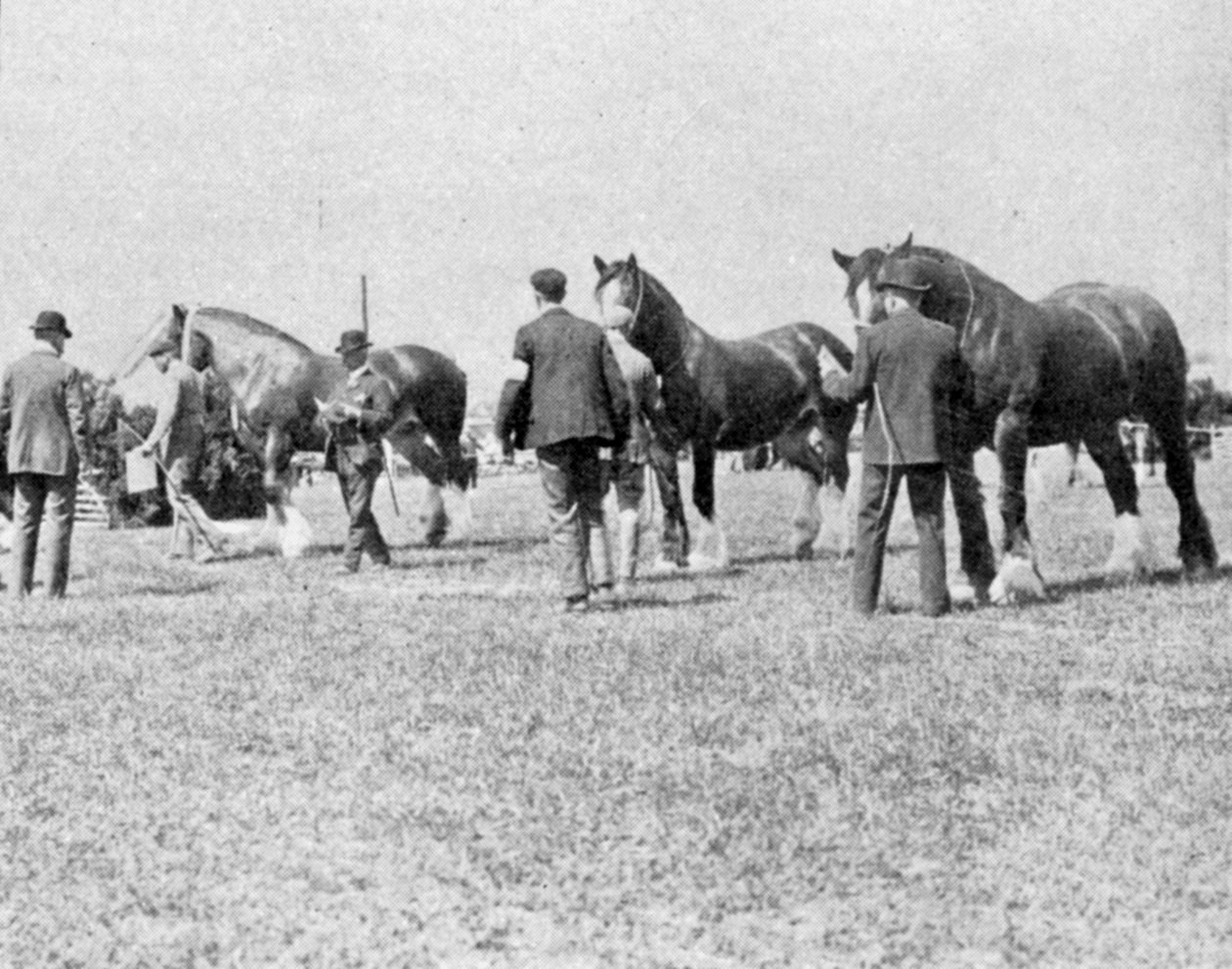 Bedømmelse af shireheste ved Oxfordshire Agricultural Show, illustration fra The King, 25. maj 1901 af English Photographer