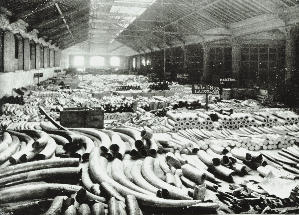 London Docks: elfenbenslager, 1895 af English Photographer