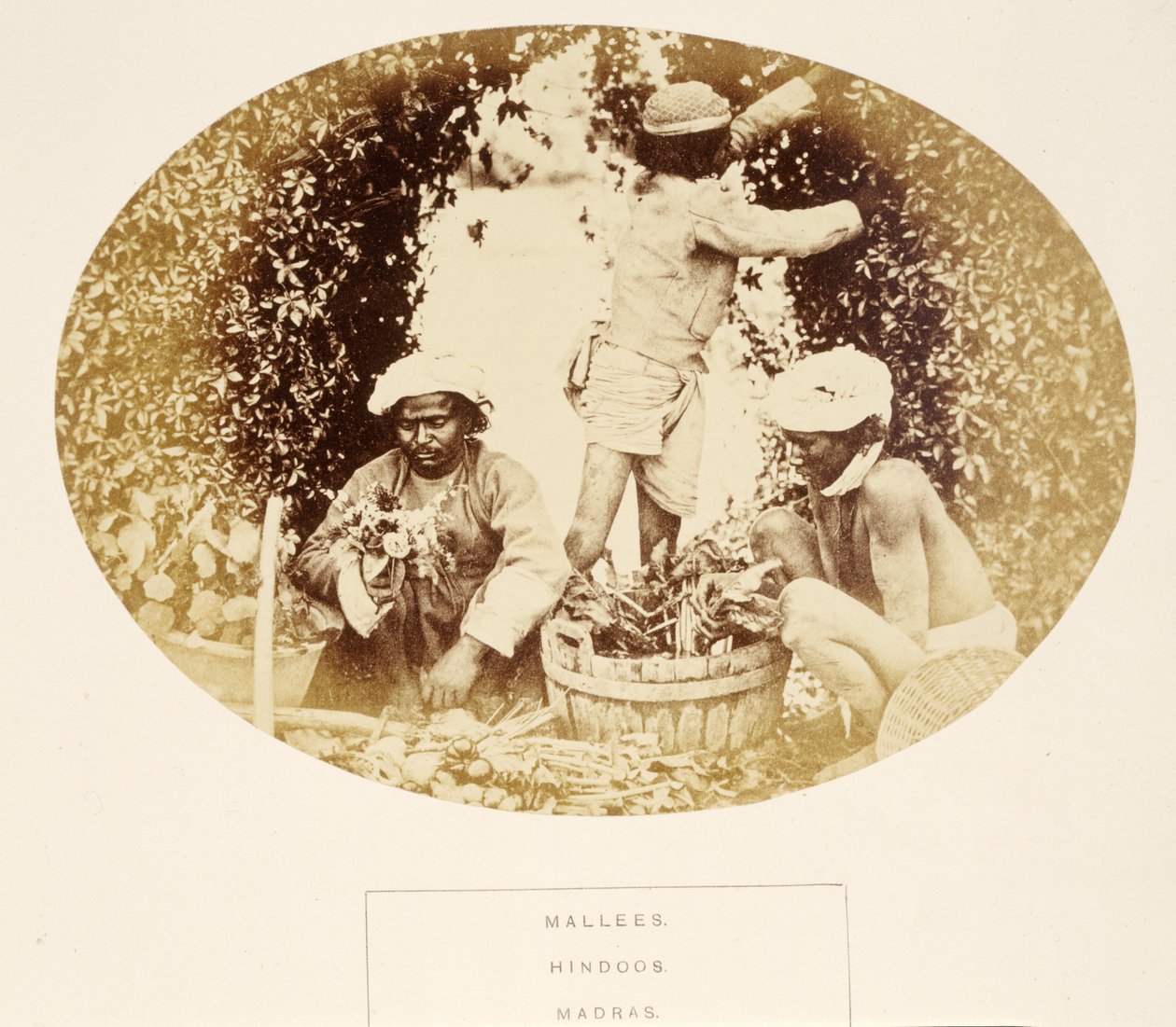 Mallees (Gardeners), Hindus, Madras, fra The People of India, af J. Forbes Watson, udgivet 1868 (albumstryk) af English Photographer