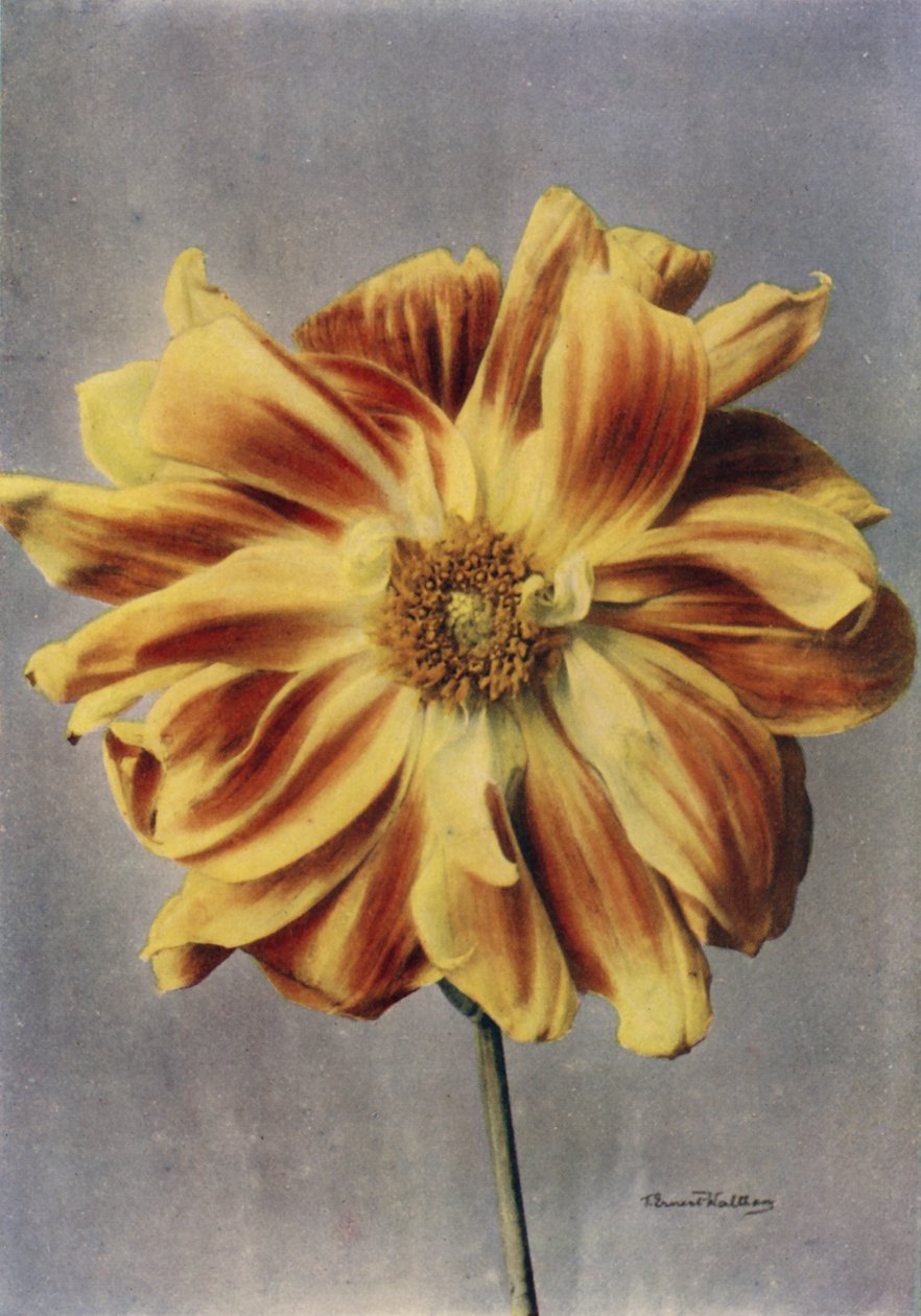 Paeony-flowered Dahlia, The Geisha (farvefoto) af English Photographer