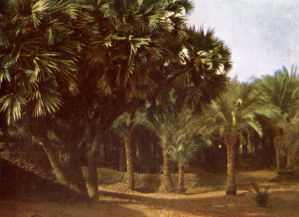 Palmelund nær Karnak, Egypten af English Photographer
